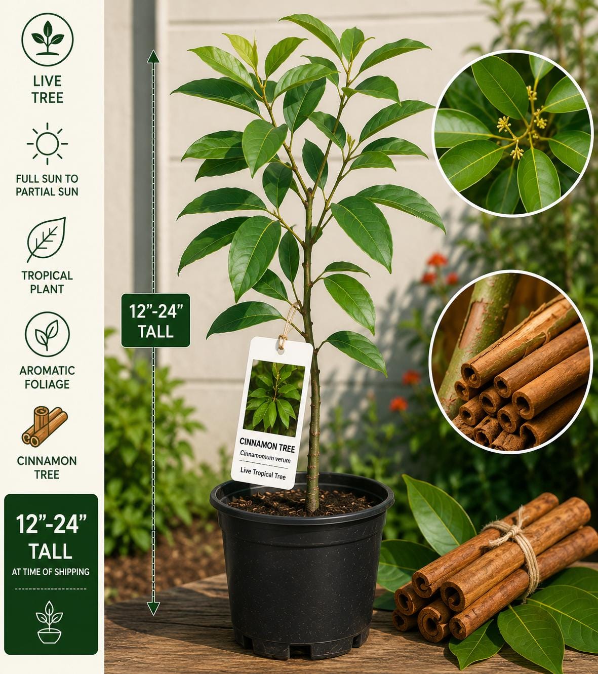 Cinnamon Live Tree 12–24 Inches Tall – Cinnamomum verum – Aromatic Evergreen Tropical Plant for Gardens and Containers