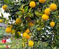 Cold Hardy Lemon Tree Seedlings – Live Citrus Plant for Patio, Garden, Container Growing, Fast Fruiting, Citrus limon