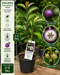 Star Apple Live Fruit Tree 2-3 Feet Tall – Chrysophyllum cainito Tropical Edible Landscape Plant