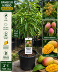 Grafted Banilejo Mango Tree 3–4 Feet Tall – Mangifera indica Tropical Fruit Tree for Backyard Orchard & Edible Landscape