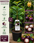 Mangosteen Live Fruit Tree 12–24 Inches Tall Garcinia mangostana Tropical Edible Garden
