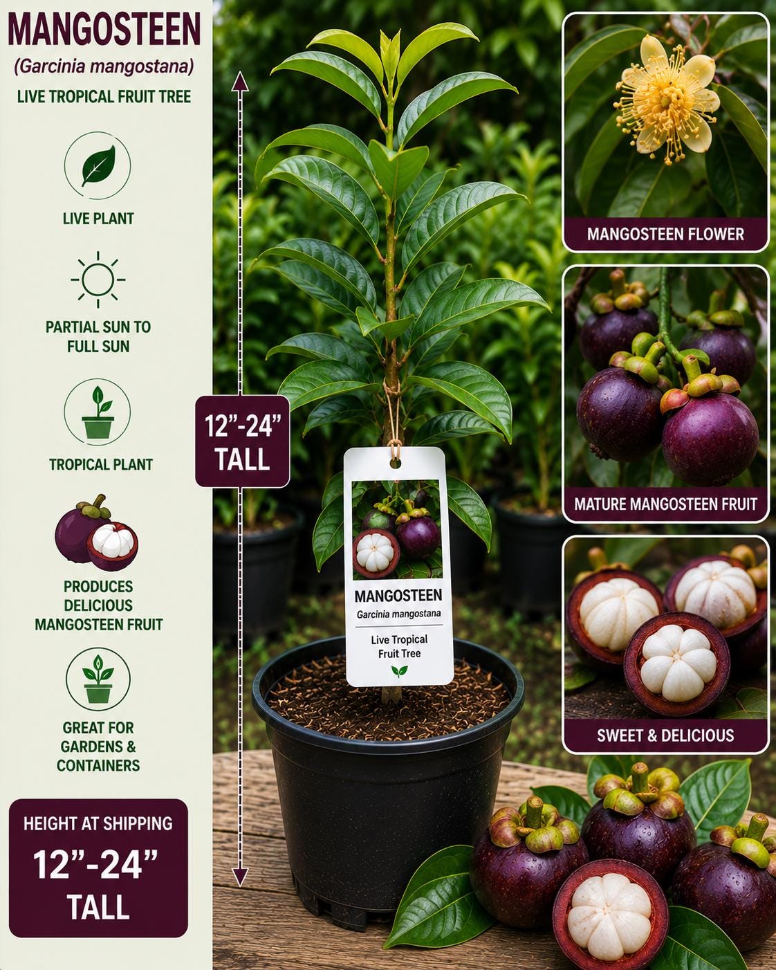 Mangosteen Live Fruit Tree 12–24 Inches Tall Garcinia mangostana Tropical Edible Garden