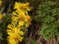 Autumn Sneezeweed Seeds | Helenium autumnale Wildflower for Pollinator Gardens & Cottage Garden Planting