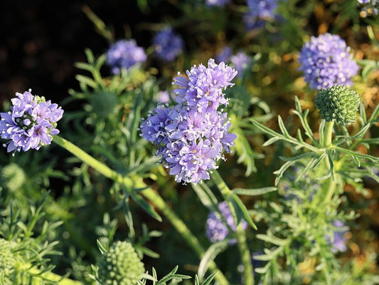 Globe Gilia Seeds – Gilia capitata Wildflower Seeds for Pollinator Gardens, Cottage, Meadow & Natural Landscapes, 100 Seeds