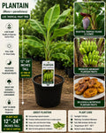 Live Plantain Fruit Tree Starter Plant – Musa × paradisiaca – Edible Tropical Fruit, Fast-Growing, Container Friendly