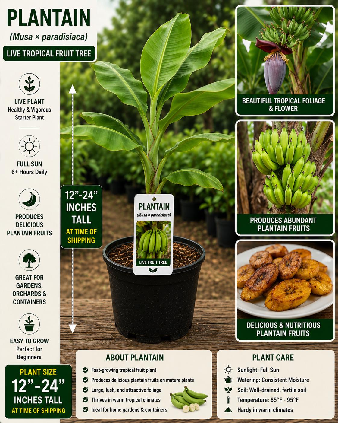 Live Plantain Fruit Tree Starter Plant – Musa × paradisiaca – Edible Tropical Fruit, Fast-Growing, Container Friendly