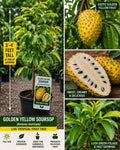 Golden Yellow Soursop Live Fruit Tree – Annona muricata – Tropical Edible Landscape Plant, 3-4 Feet Tall