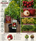 Grafted Pulasan Live Fruit Tree – Nephelium ramboutan-ake – Tropical Edible Landscape Plant, 24–36 Inches Tall