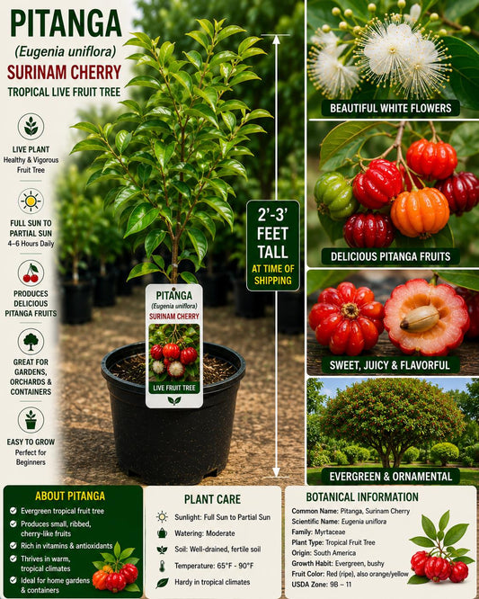 Pitanga Live Fruit Tree 2–3 Feet Tall, Eugenia uniflora, Surinam Cherry, Tropical Edible Landscape Plant
