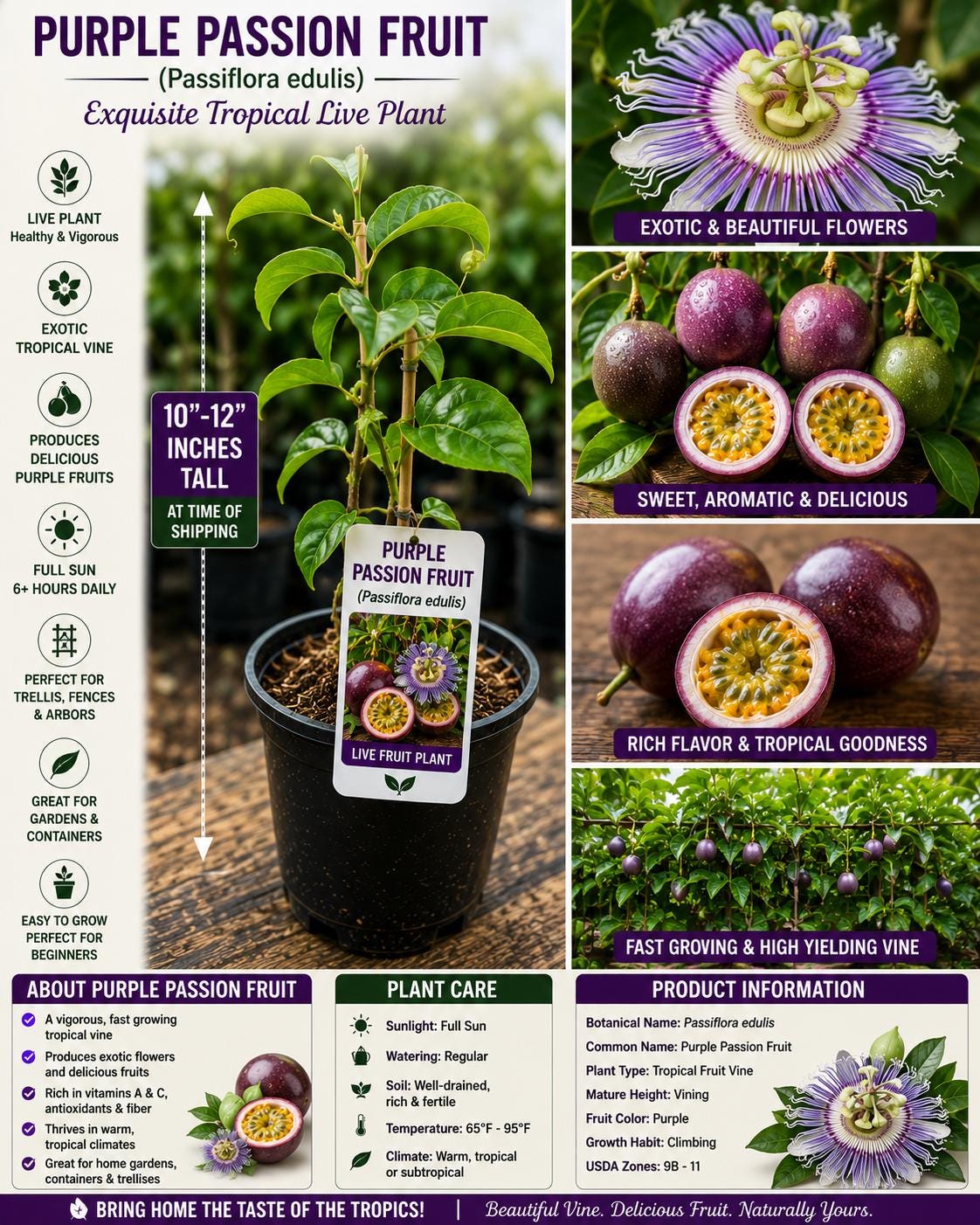 Purple Passion Fruit Live Plant – Passiflora edulis, 10–12 Inches Tall, Edible Tropical Vine for Garden or Trellis