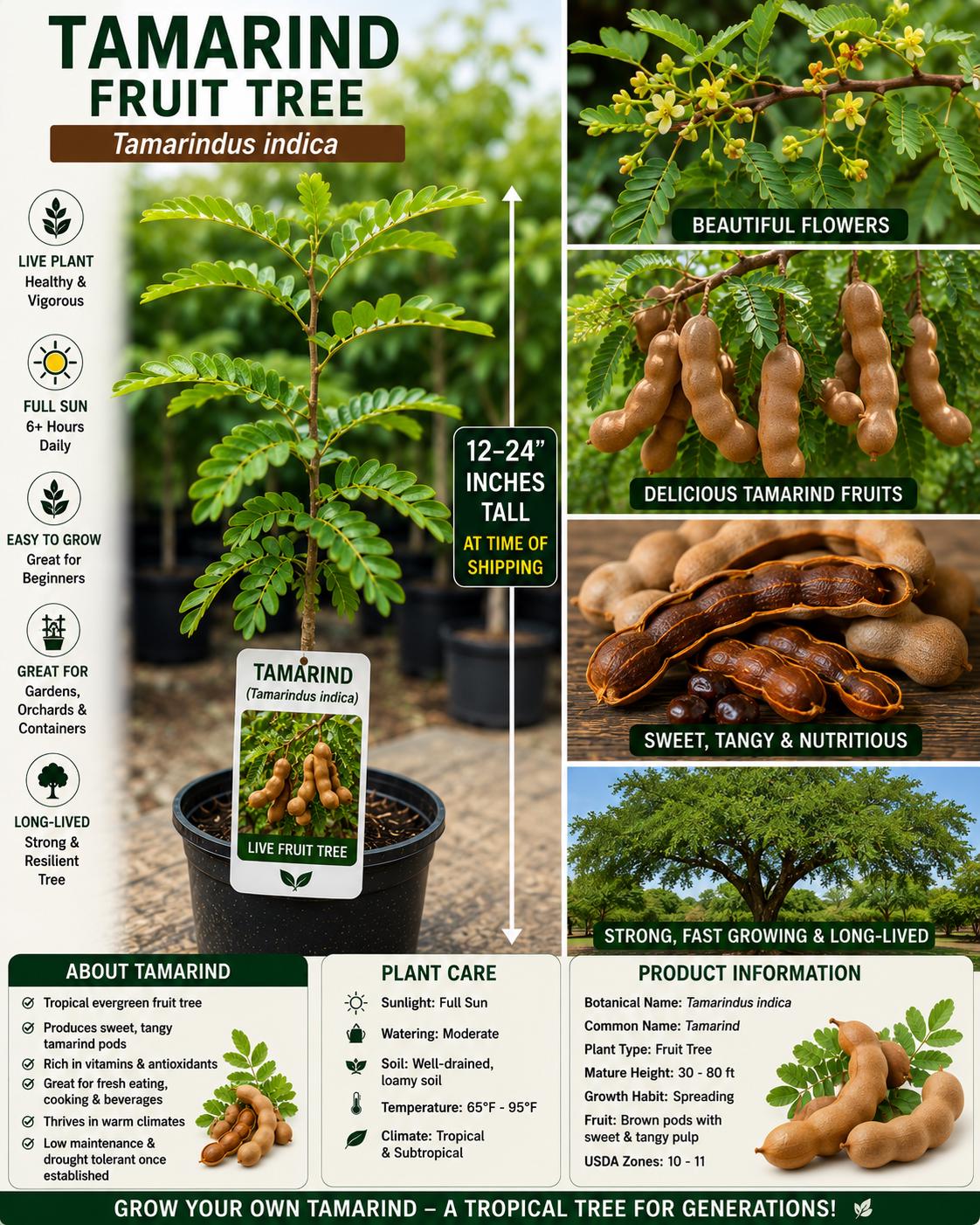 Tamarind Live Fruit Tree 12–24 Inches Tall – Tamarindus indica – Tropical Edible & Ornamental Tree for Garden