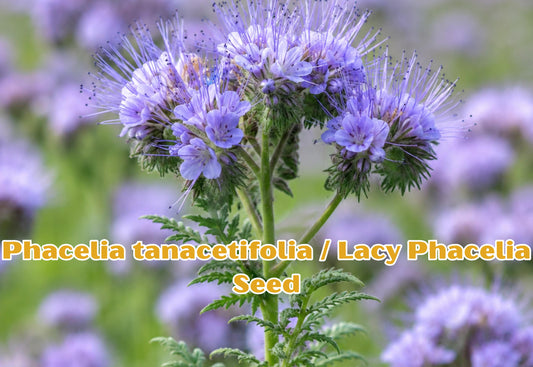 Bush's Poppy Mallow Seeds | Perennial Wildflower, Magenta Pink Flowers, Drought Tolerant, Callirhoe bushii, Native Ground Cover