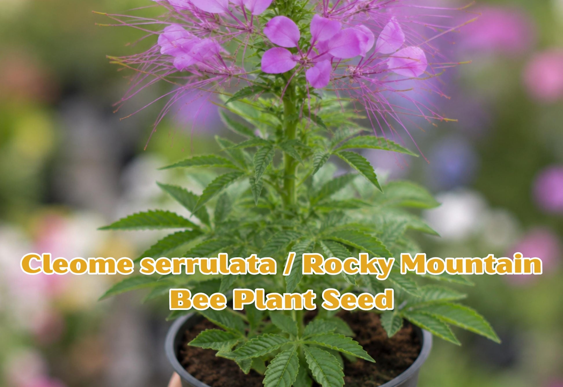 Heirloom Mizuna Spinach Seeds, Asian Leafy Greens, Japanese Mustard Brassica rapa, for Home Garden, Containers, Raised Beds