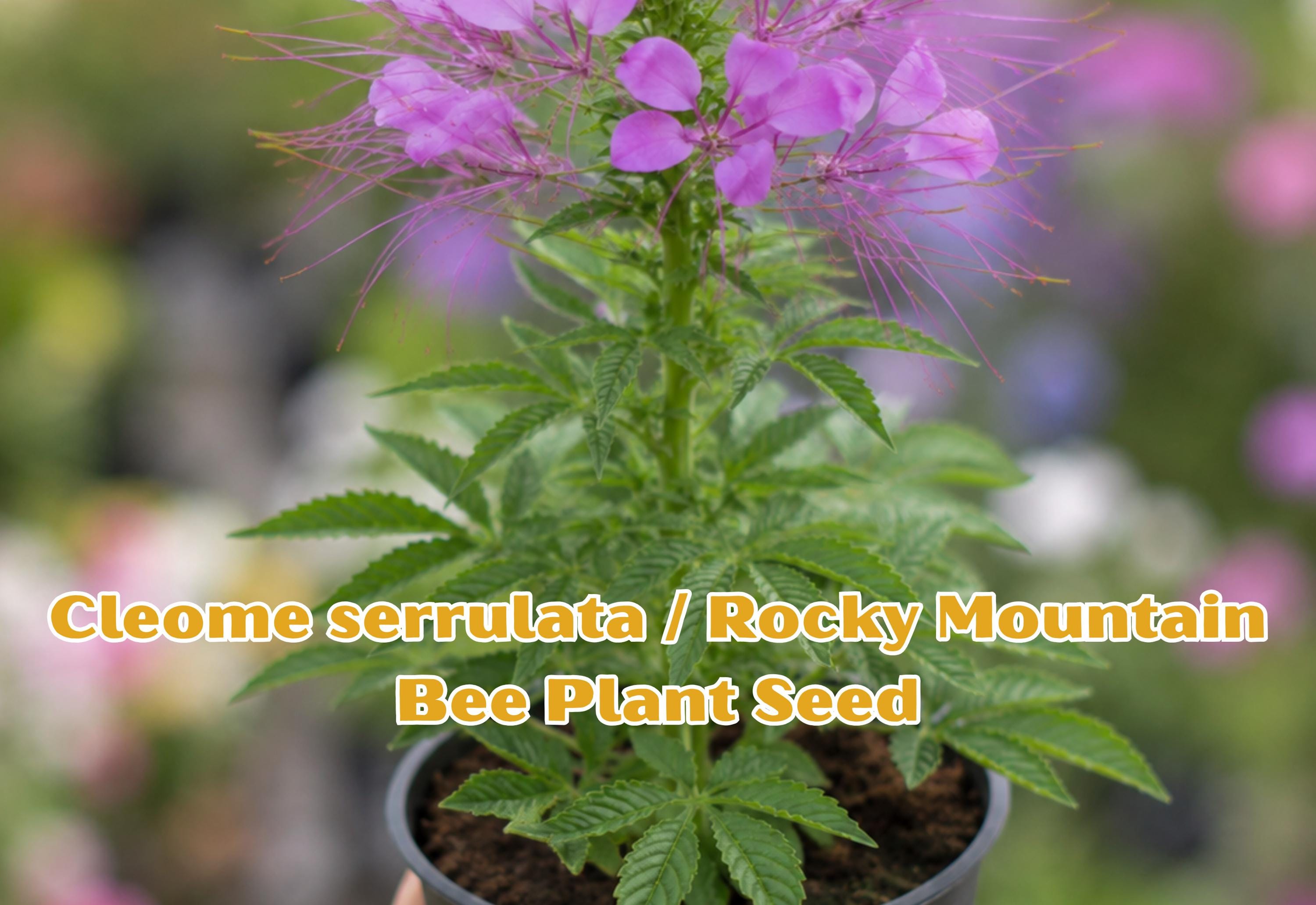 Heirloom Mizuna Spinach Seeds, Asian Leafy Greens, Japanese Mustard Brassica rapa, for Home Garden, Containers, Raised Beds