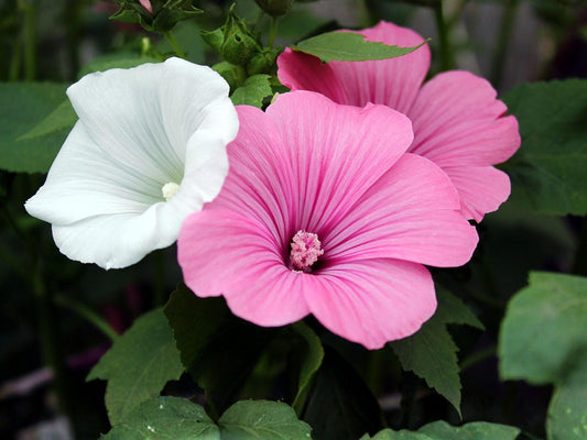 Dwarf Rose Mallow Seeds Mix – Lavatera trimestris Cottage Garden Flowers for Borders & Pollinators
