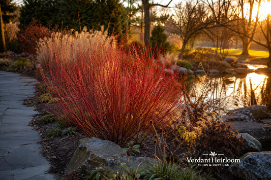 Switchgrass Seeds 100 Pack | Native Warm-Season Grass Panicum virgatum for Prairie Restoration & Erosion Control