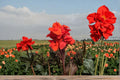 Tropical Goth Canna Lily Bulbs – Canna × generalis, Ornamental Flowering Perennial for Garden, Border & Container Planting