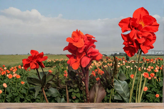 Tropical Goth Canna Lily Bulbs – Canna × generalis, Ornamental Flowering Perennial for Garden, Border & Container Planting