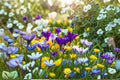 Crocus Mix Bulbs – 20 Early Blooming Flowering Plants – Crocus spp. for Garden Beds & Borders