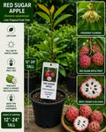 Red Sugar Apple Live Fruit Tree – Annona squamosa – Tropical Edible Tree for Backyard Gardens