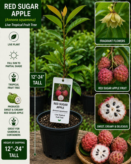 Red Sugar Apple Live Fruit Tree – Annona squamosa – Tropical Edible Tree for Backyard Gardens