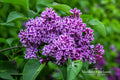 Showy Tick Trefoil Seeds (25) | Native Wildflower for Pollinators & Soil Improvement | Desmodium canadense