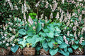 Blue Angel Hosta Plants – Bare Root Divisions, Shade-Loving Perennial, Hosta sieboldiana, Large Blue-Green Foliage, Garden Perennial