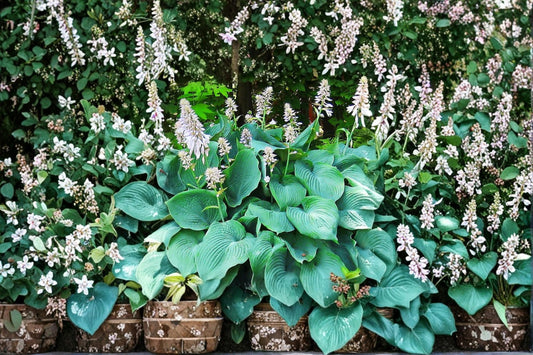 Blue Angel Hosta Plants – Bare Root Divisions, Shade-Loving Perennial, Hosta sieboldiana, Large Blue-Green Foliage, Garden Perennial