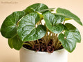 Winter Melon Seeds | Round Wax Gourd, Benincasa hispida, Asian Cuisine, Soup & Storage Seeds