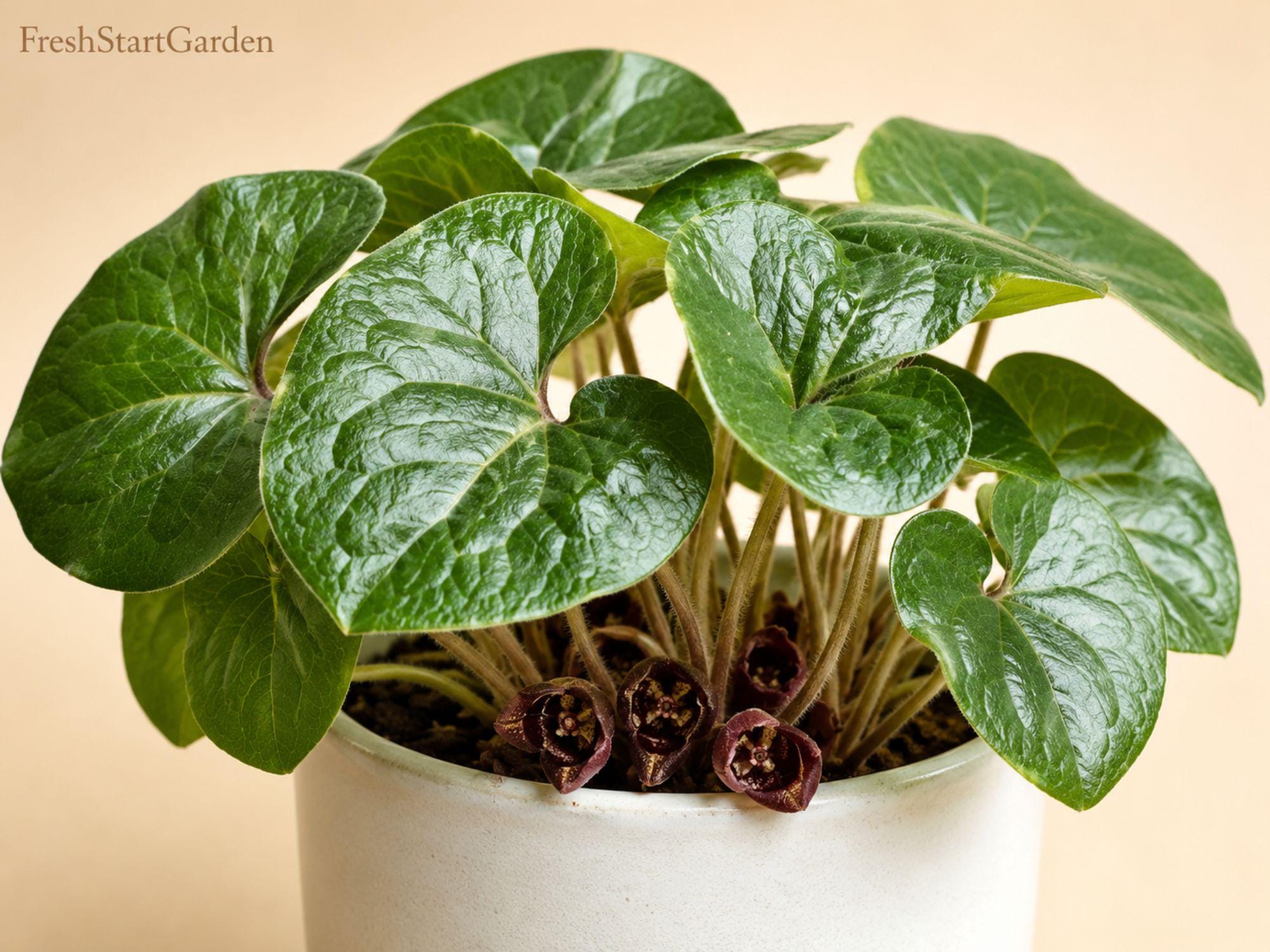 Winter Melon Seeds | Round Wax Gourd, Benincasa hispida, Asian Cuisine, Soup & Storage Seeds