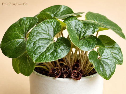 Winter Melon Seeds | Round Wax Gourd, Benincasa hispida, Asian Cuisine, Soup & Storage Seeds