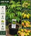 June Plum Live Fruit Tree – Spondias dulcis – Tropical Edible Tree, 12–24 Inches Tall