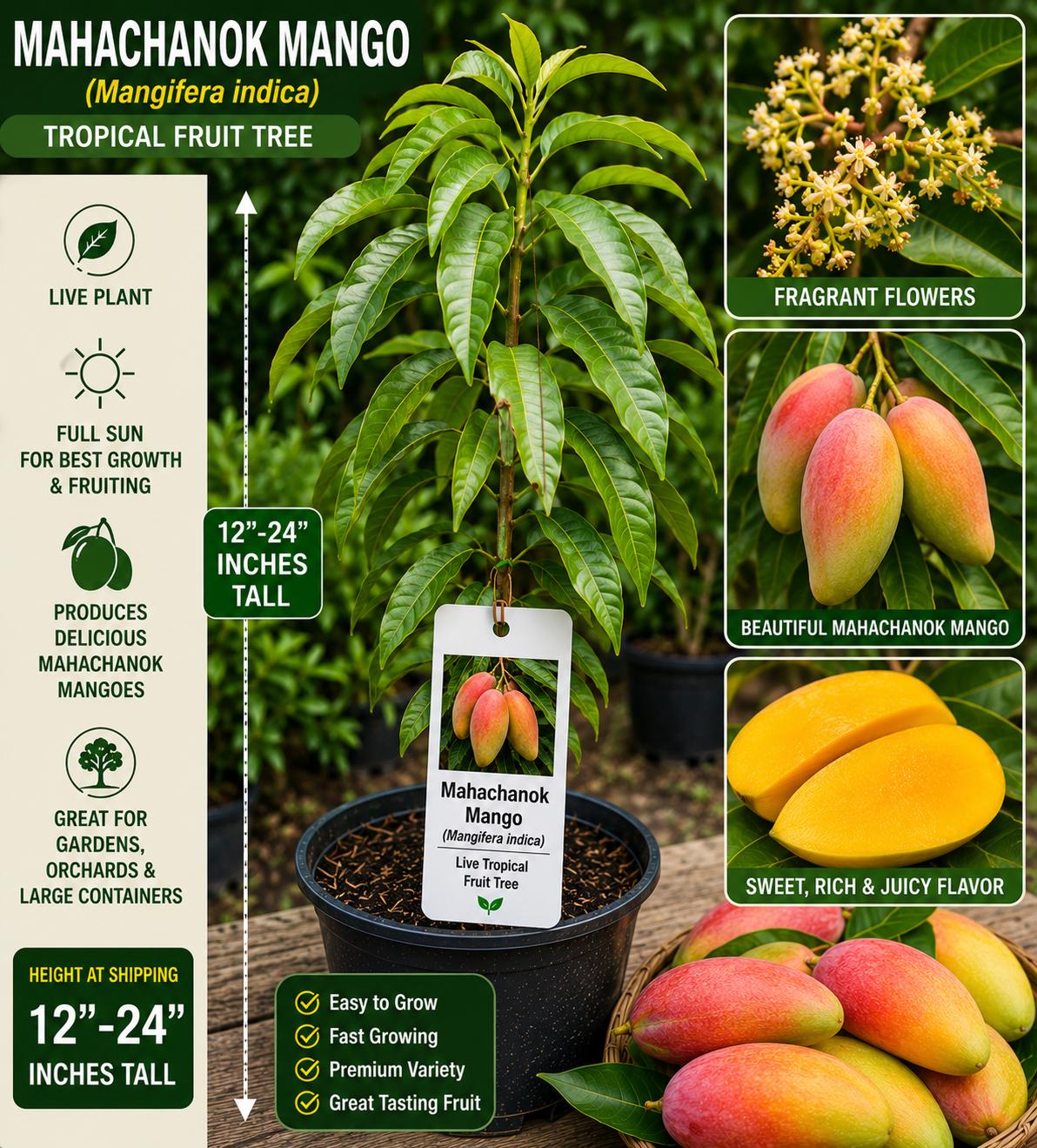 Mahachanok Mango Live Fruit Tree – 12–24 Inches Tall – Mangifera indica – Tropical Edible Landscape Plant
