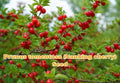 Scarlet Sage Seeds, Salvia coccinea, Bright Red Flower, Pollinator Garden, Hummingbird & Butterfly Attractant