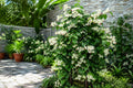 Rooted Bleeding Heart Plant Clerodendrum thomsoniae White & Red Blooms, Garden Starter, Climbing Vine