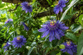 Maypop Passionflower Starter Plant - Passiflora Incarnata, Edible Fruit, Butterfly & Hummingbird Attractant, Hardy Vine for Garden