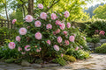 Live Camellia Japonica Starter Plant - LA Peppermint Bicolor Bloom, Flowering Shrub, Garden or Container Plant, USA Seller