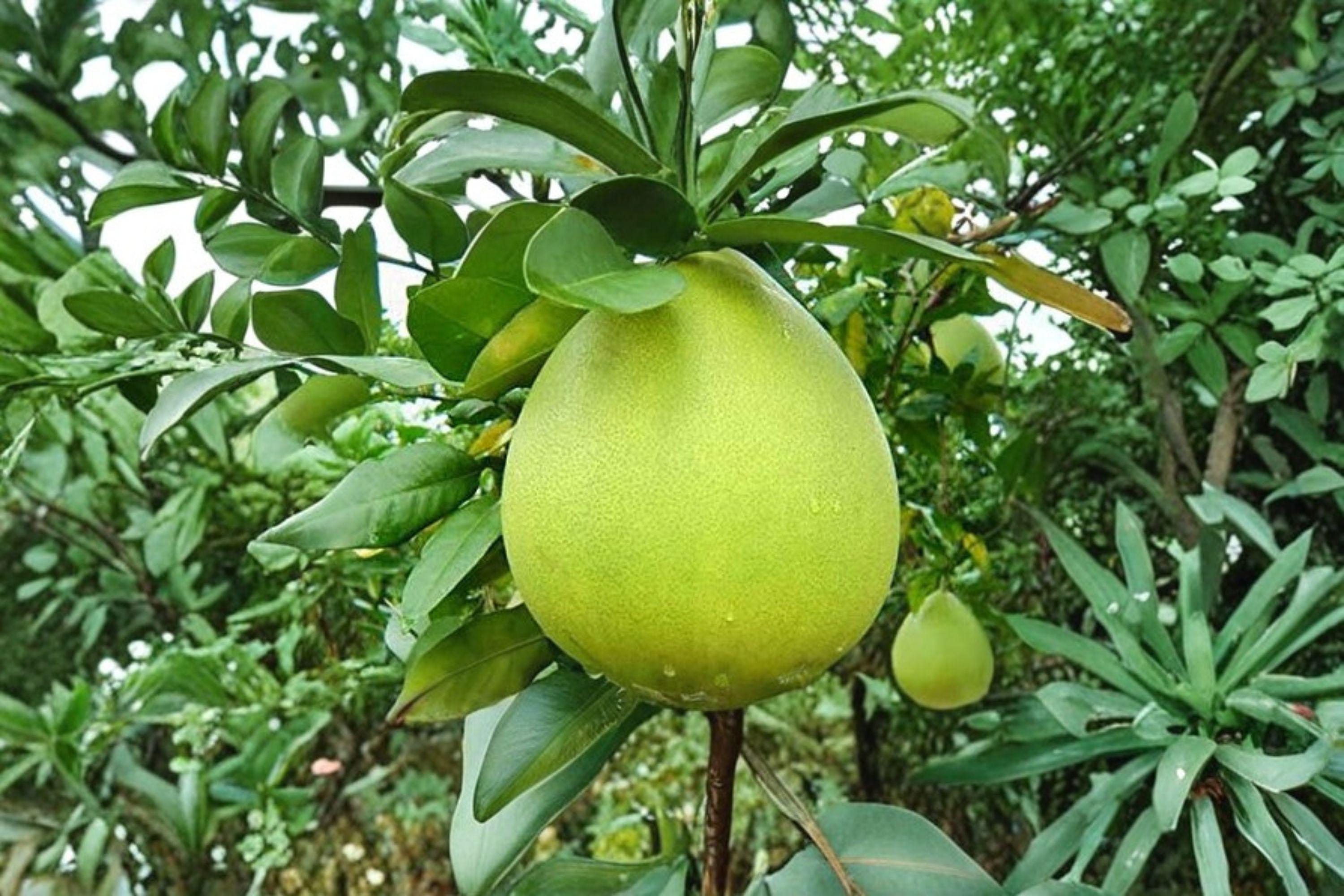 Nam Roi Pomelo 10 Seeds â€“ Citrus maxima