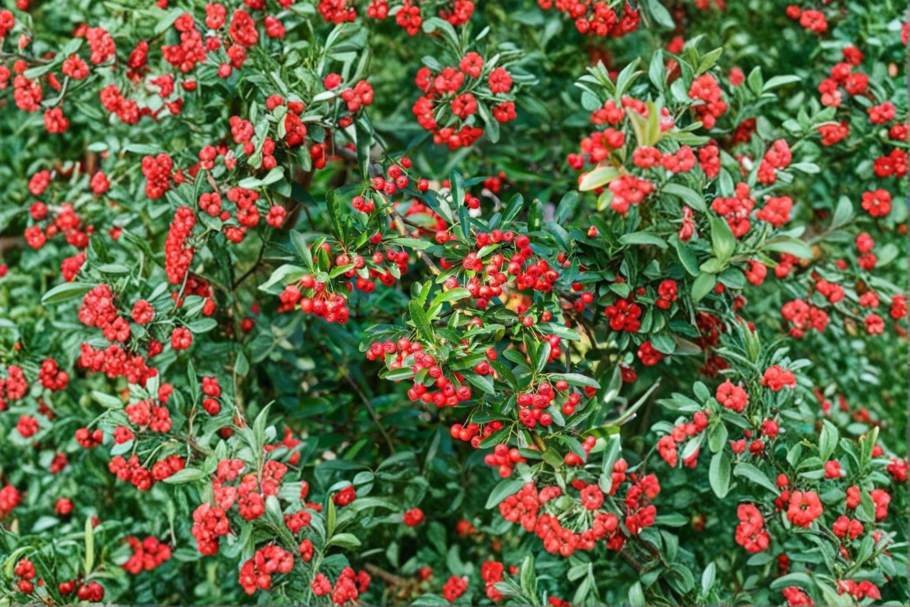 Scarlet Firethorn 5 Cuttings â€“ Pyracantha coccinea