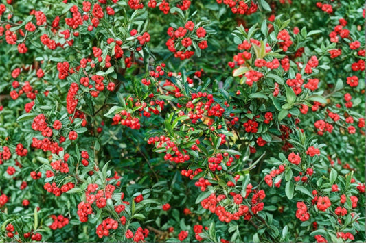 Scarlet Firethorn 5 Cuttings â€“ Pyracantha coccinea
