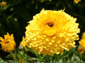 Calendula officinalis Seeds – Pacific Beauty Dark Yellow Flower Seeds for Cottage Gardens, Pollinator Gardens, Borders & Containers