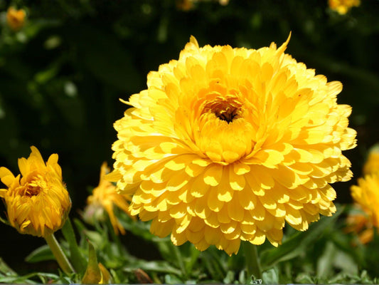 Calendula officinalis Seeds – Pacific Beauty Dark Yellow Flower Seeds for Cottage Gardens, Pollinator Gardens, Borders & Containers