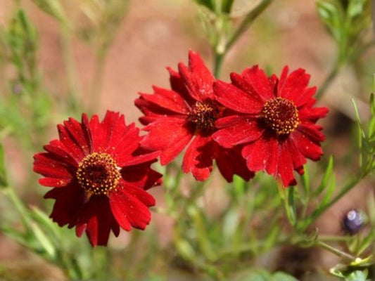 Dwarf Red Plains Coreopsis Seeds – Coreopsis tinctoria Wildflower for Pollinator Gardens & Borders