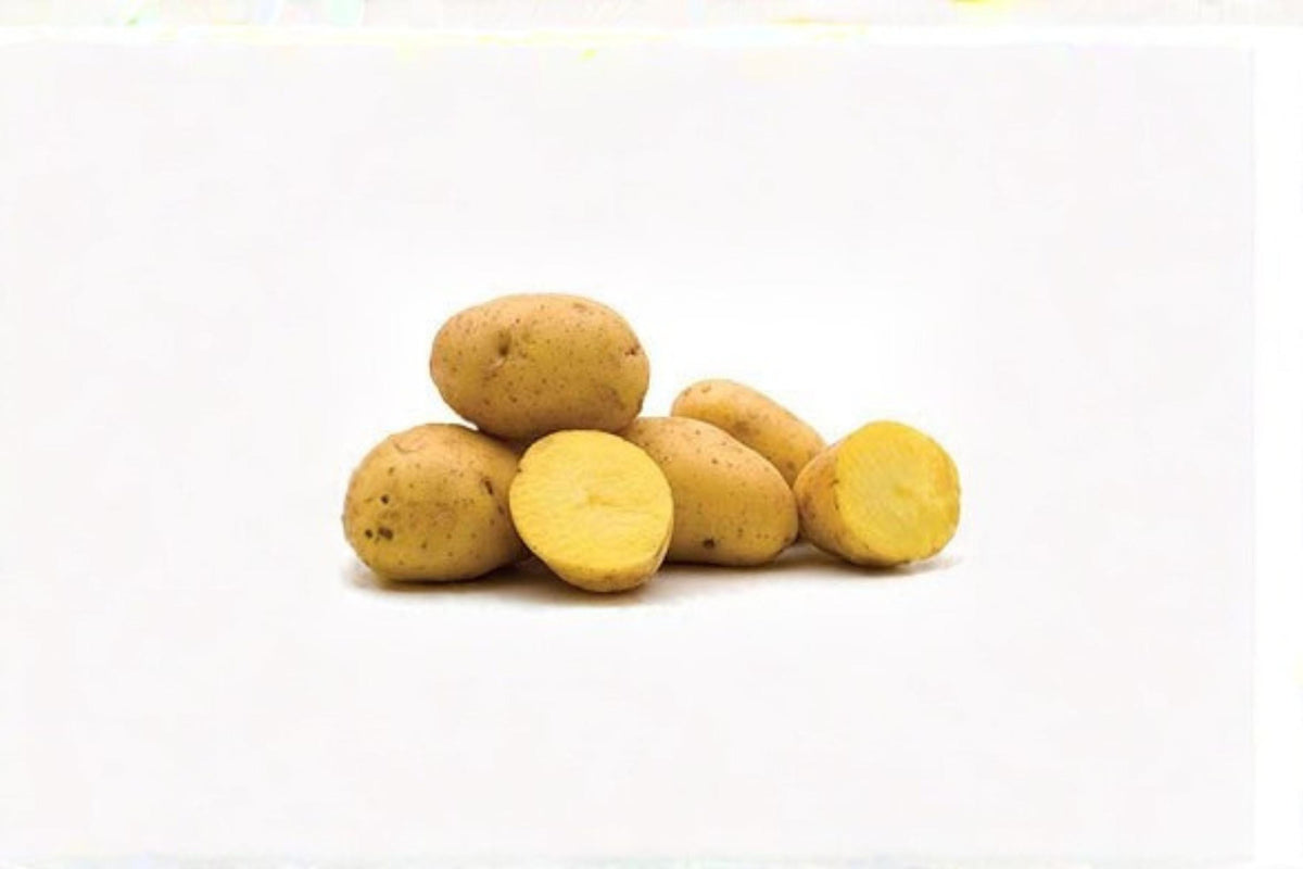 Yukon Gold Potato Tuber – Solanum tuberosum, Yellow Flesh, Garden Vegetable, Edible Root Crop, Seed Potato