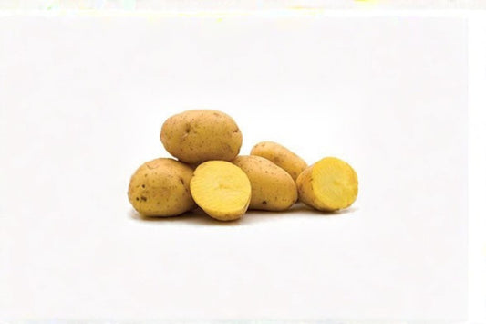 Yukon Gold Potato Tuber – Solanum tuberosum, Yellow Flesh, Garden Vegetable, Edible Root Crop, Seed Potato
