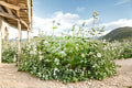 Buckwheat Seeds – Fagopyrum esculentum Cover Crop Grain Plant for Garden & Field Planting