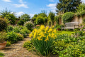 Dutch Yellow Iris Seeds - 50 Premium Iris pseudacorus for Garden Planting, Wet Soil, Border, Pond, Perennial