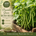 Virginia Waterleaf Seeds – Native Wildflower with Lavender Blooms, Hydrophyllum virginianum, Shade-loving Plant for Woodland Gardens