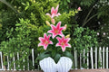 Sorbonne Oriental Lily Bulbs – Pink & White Fragrant Flowers – Lilium orientalis – Garden Border & Outdoor Plant