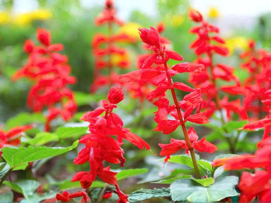 Scarlet Sage Seeds for Planting | Salvia coccinea Aromatic Garden Plant for Pollinator & Cottage Gardens